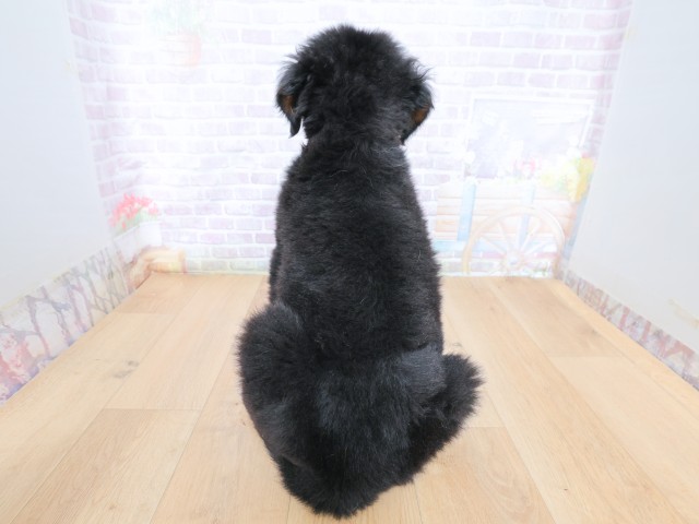 福島県のバーニーズマウンテンドッグ (Coo&RIKUいわき店/2026年6月22日生まれ/男の子/ブラックラストホワイト)の子犬の4枚目の画像