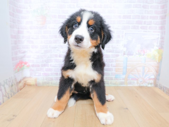 福島県のバーニーズマウンテンドッグ (Coo&RIKU郡山店/2026年6月22日生まれ/女の子/ブラックラストホワイト)の子犬の1枚目の画像