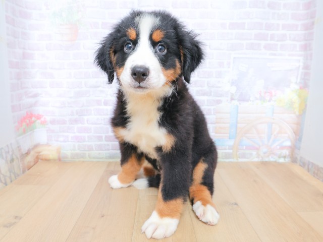 福島県のバーニーズマウンテンドッグ (Coo&RIKU郡山店/2026年6月22日生まれ/女の子/ブラックラストホワイト)の子犬の2枚目の画像