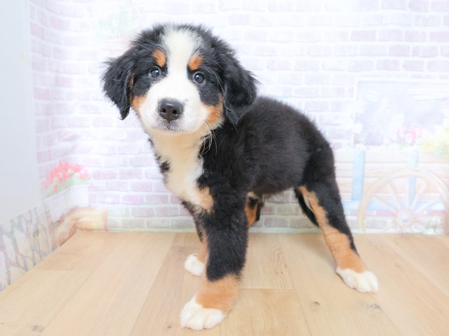 東京都のバーニーズマウンテンドッグ (Coo&RIKU立川店/2026年6月22日生まれ/女の子/ブラックラストホワイト)の子犬の2枚目の画像