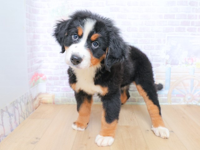 福島県のバーニーズマウンテンドッグ (Coo&RIKU会津若松店/2026年6月22日生まれ/女の子/ブラックラストホワイト)の子犬の2枚目の画像