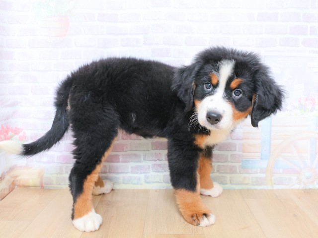 福島県のバーニーズマウンテンドッグ (Coo&RIKU会津若松店/2026年6月22日生まれ/女の子/ブラックラストホワイト)の子犬の3枚目の画像