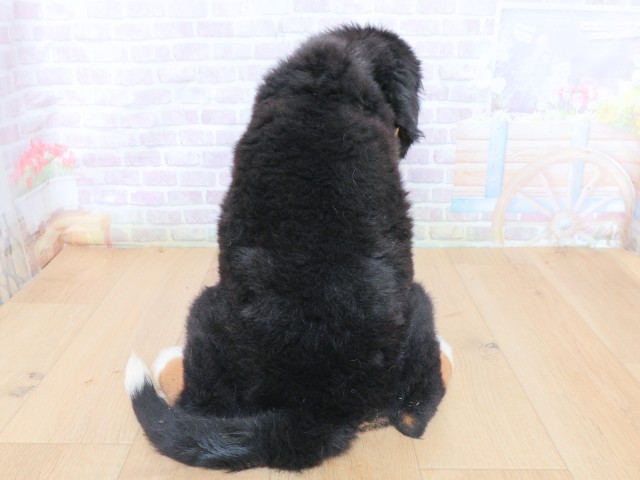 福島県のバーニーズマウンテンドッグ (Coo&RIKU会津若松店/2026年6月22日生まれ/女の子/ブラックラストホワイト)の子犬の4枚目の画像