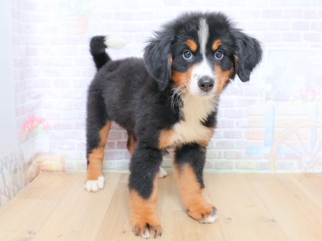 栃木県のバーニーズマウンテンドッグ (Coo&RIKU宇都宮店/2026年6月22日生まれ/女の子/ブラックラストホワイト)の子犬の3枚目の画像