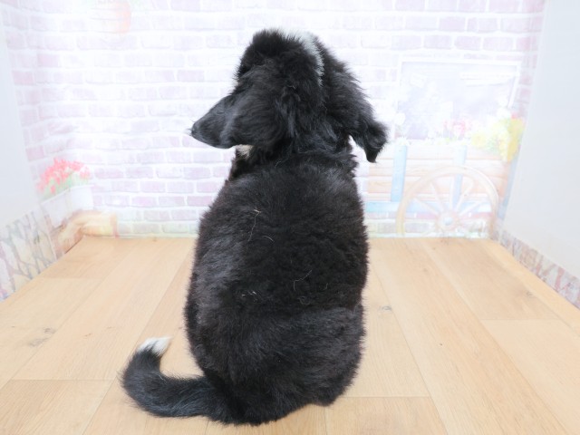 福島県のバーニーズマウンテンドッグ (Coo&RIKU福島店/2026年6月22日生まれ/女の子/ブラックラストホワイト)の子犬の4枚目の画像