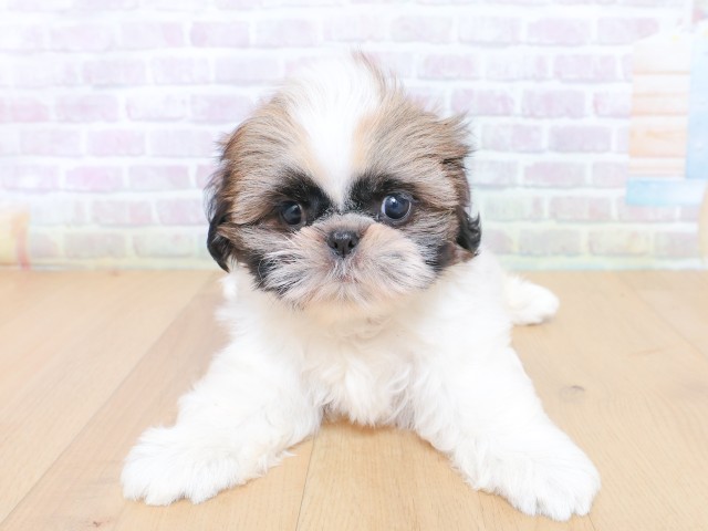 福島県のシーズー (Coo&RIKU福島店/2026年6月25日生まれ/女の子/ゴールドホワイト)の子犬の1枚目の画像