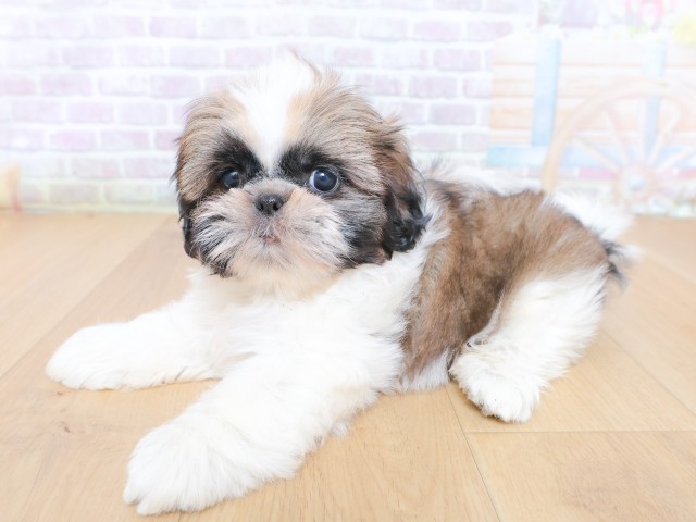 福島県のシーズー (Coo&RIKU福島店/2026年6月25日生まれ/女の子/ゴールドホワイト)の子犬の2枚目の画像