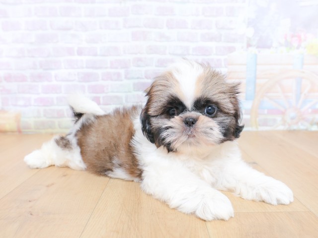 福島県のシーズー (Coo&RIKU福島店/2026年6月25日生まれ/女の子/ゴールドホワイト)の子犬の3枚目の画像