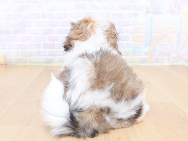 福島県のシーズー (Coo&RIKU福島店/2026年6月25日生まれ/女の子/ゴールドホワイト)の子犬の4枚目の画像