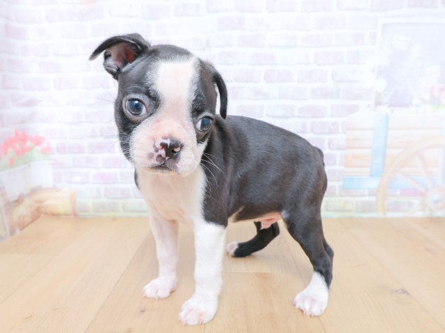宮城県のボストンテリア (Coo&RIKU仙台太白店/2026年6月25日生まれ/男の子/ボストンカラー)の子犬の2枚目の画像