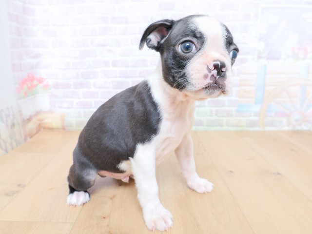 宮城県のボストンテリア (Coo&RIKU仙台太白店/2026年6月25日生まれ/男の子/ボストンカラー)の子犬の3枚目の画像