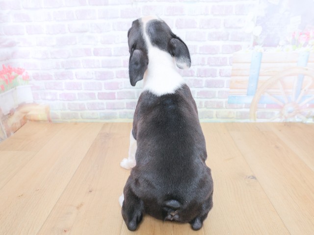 宮城県のボストンテリア (Coo&RIKU仙台太白店/2026年6月25日生まれ/男の子/ボストンカラー)の子犬の4枚目の画像