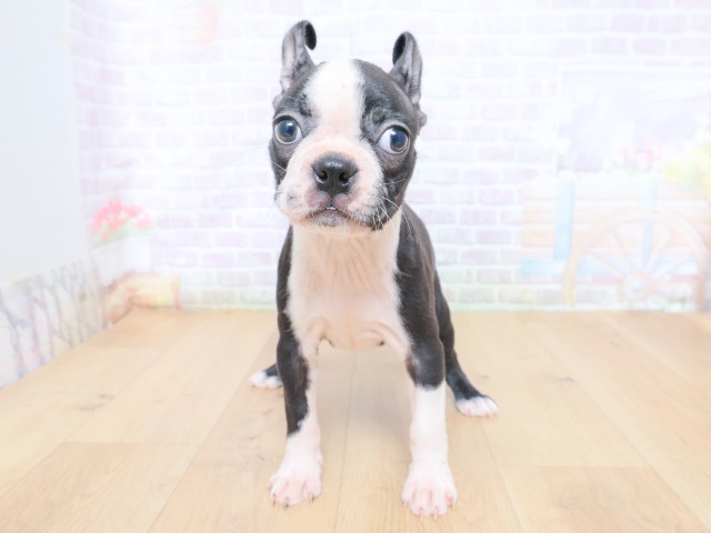 東京都のボストンテリア (Coo&RIKU府中店/2026年6月25日生まれ/男の子/ボストンカラー)の子犬の1枚目の画像