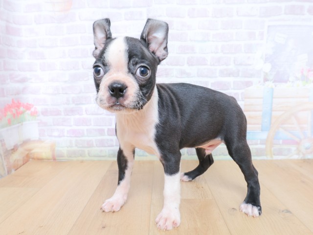東京都のボストンテリア (Coo&RIKU府中店/2026年6月25日生まれ/男の子/ボストンカラー)の子犬の2枚目の画像