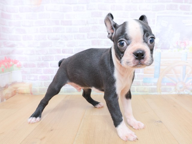 東京都のボストンテリア (Coo&RIKU府中店/2026年6月25日生まれ/男の子/ボストンカラー)の子犬の3枚目の画像