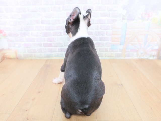 東京都のボストンテリア (Coo&RIKU府中店/2026年6月25日生まれ/男の子/ボストンカラー)の子犬の4枚目の画像