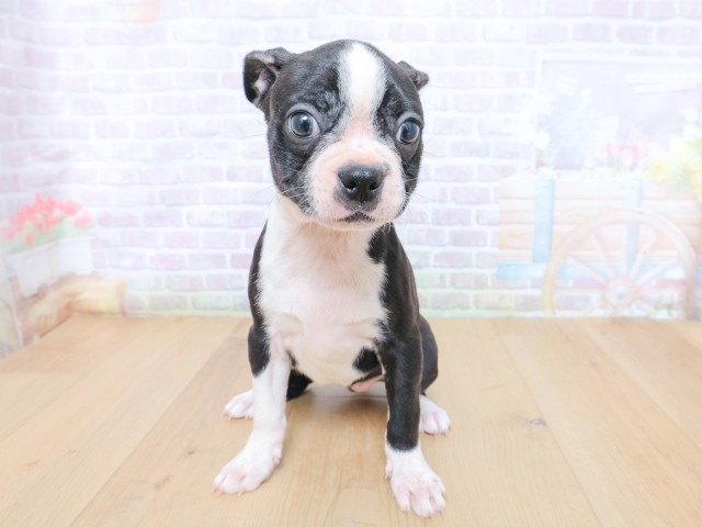 東京都のボストンテリア (Coo&RIKU八王子西店/2026年6月25日生まれ/女の子/ボストンカラー)の子犬の1枚目の画像