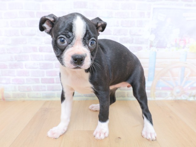 東京都のボストンテリア (Coo&RIKU八王子西店/2026年6月25日生まれ/女の子/ボストンカラー)の子犬の2枚目の画像