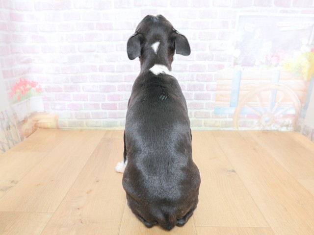 東京都のボストンテリア (Coo&RIKU八王子西店/2026年6月25日生まれ/女の子/ボストンカラー)の子犬の4枚目の画像