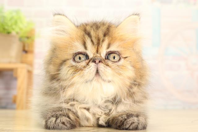 エキゾチック