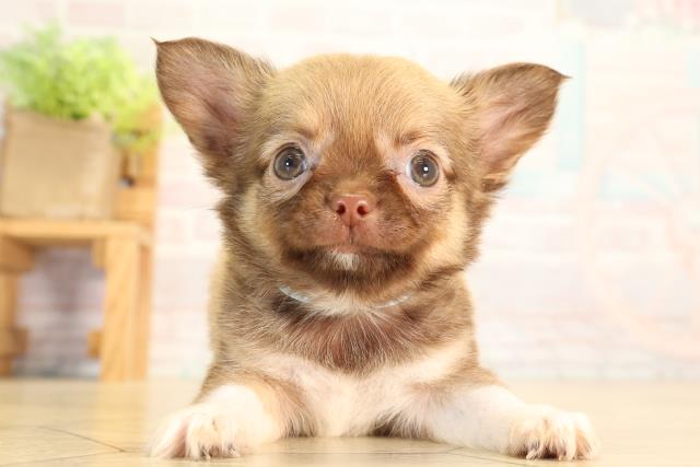 三重県のチワワ(ロング) (Coo&RIKU四日市店/2026年6月28日生まれ/男の子/チョコレートフォーン)の子犬の1枚目の画像
