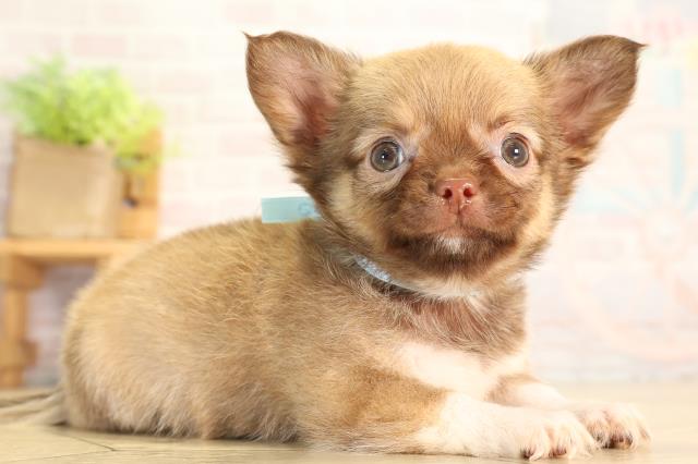 三重県のチワワ(ロング) (Coo&RIKU四日市店/2026年6月28日生まれ/男の子/チョコレートフォーン)の子犬の2枚目の画像