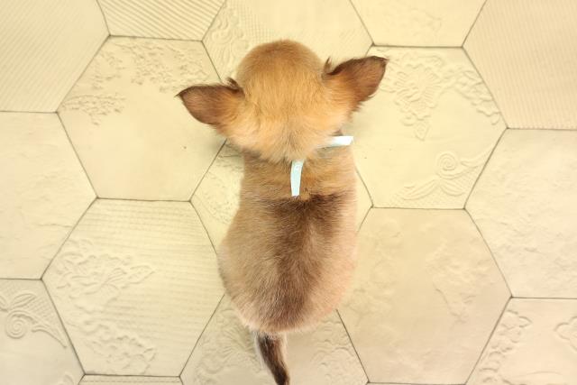 三重県のチワワ(ロング) (Coo&RIKU四日市店/2026年6月28日生まれ/男の子/チョコレートフォーン)の子犬の4枚目の画像