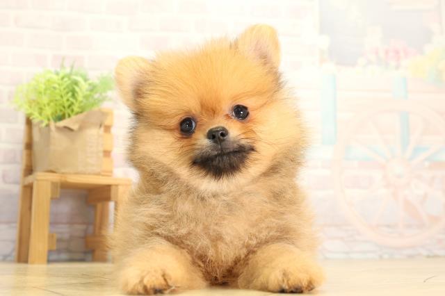 愛知県のポメラニアン (Coo&RIKU豊田店/2026年6月26日生まれ/男の子/オレンジセーブル)の子犬の1枚目の画像