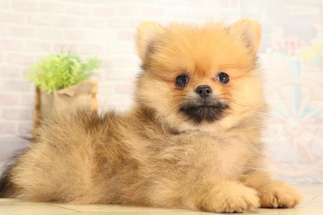 愛知県のポメラニアン (Coo&RIKU豊田店/2026年6月26日生まれ/男の子/オレンジセーブル)の子犬の2枚目の画像