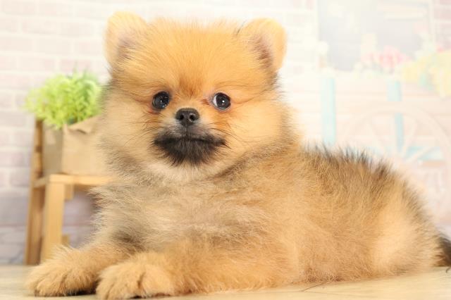 愛知県のポメラニアン (Coo&RIKU豊田店/2026年6月26日生まれ/男の子/オレンジセーブル)の子犬の3枚目の画像