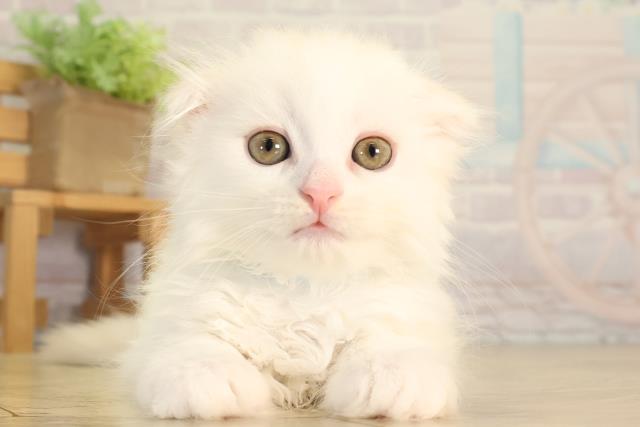 スコティッシュフォールド