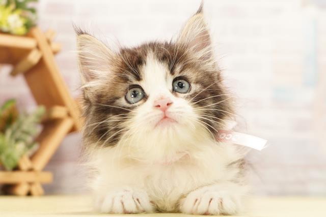 ノルウェージャン・フォレストキャット