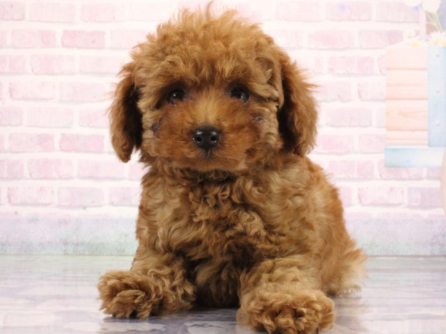滋賀県のトイプードル(トイ) (Coo&RIKU東近江店/2026年6月26日生まれ/男の子/レッドフォーン)の子犬の1枚目の画像