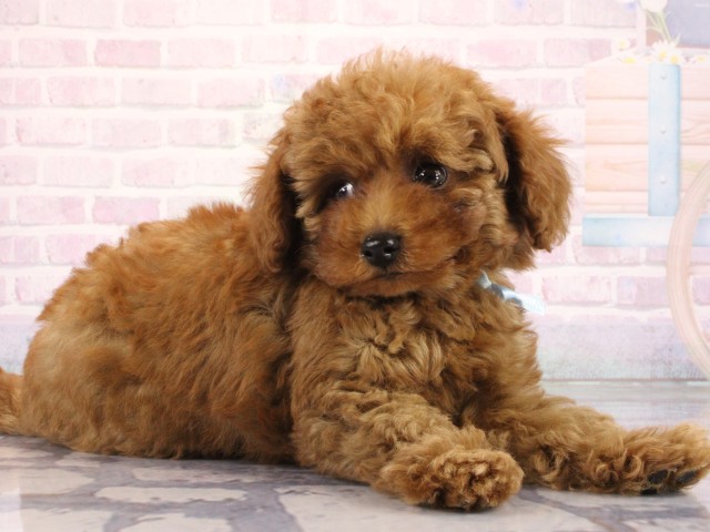 滋賀県のトイプードル(トイ) (Coo&RIKU東近江店/2026年6月26日生まれ/男の子/レッドフォーン)の子犬の2枚目の画像