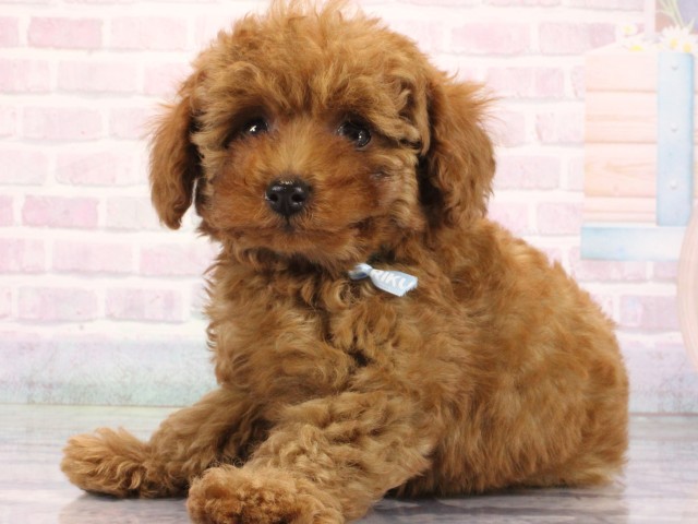 滋賀県のトイプードル(トイ) (Coo&RIKU東近江店/2026年6月26日生まれ/男の子/レッドフォーン)の子犬の3枚目の画像