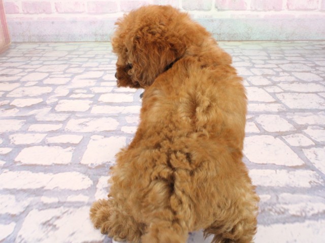 滋賀県のトイプードル(トイ) (Coo&RIKU東近江店/2026年6月26日生まれ/男の子/レッドフォーン)の子犬の4枚目の画像