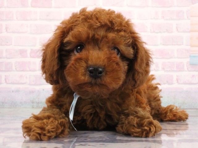 滋賀県のトイプードル(トイ) (Coo&RIKU東近江店/2026年6月25日生まれ/男の子/レッドフォーン)の子犬の1枚目の画像