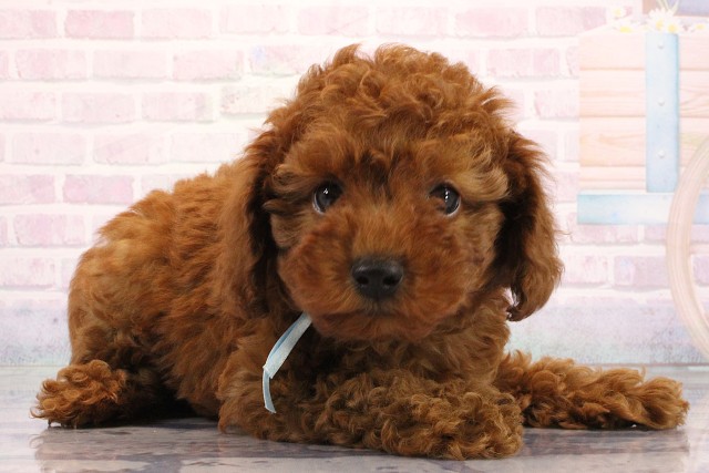 滋賀県のトイプードル(トイ) (Coo&RIKU東近江店/2026年6月25日生まれ/男の子/レッドフォーン)の子犬の2枚目の画像