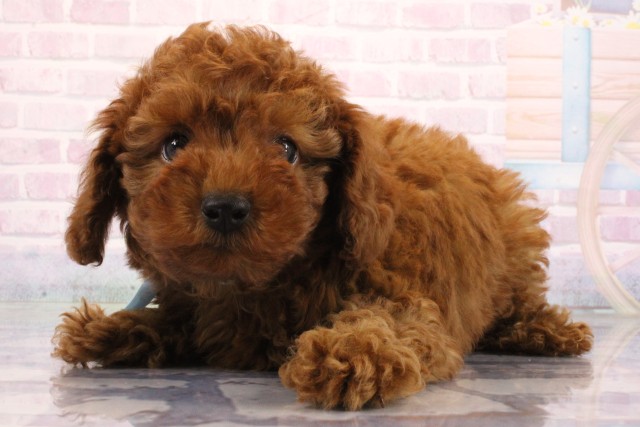 滋賀県のトイプードル(トイ) (Coo&RIKU東近江店/2026年6月25日生まれ/男の子/レッドフォーン)の子犬の3枚目の画像