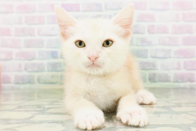 東京都のアメリカンショートヘアー (Coo&RIKU広尾店/2026年6月19日生まれ/男の子/カメオタビー)の子猫の1枚目の画像