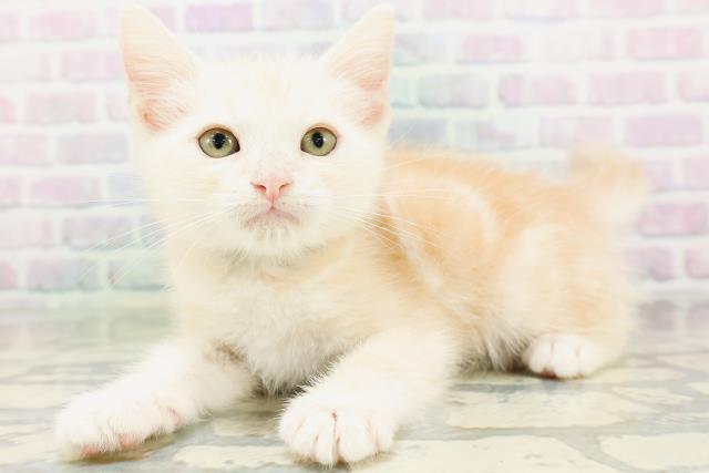 東京都のアメリカンショートヘアー (Coo&RIKU広尾店/2026年6月19日生まれ/男の子/カメオタビー)の子猫の2枚目の画像