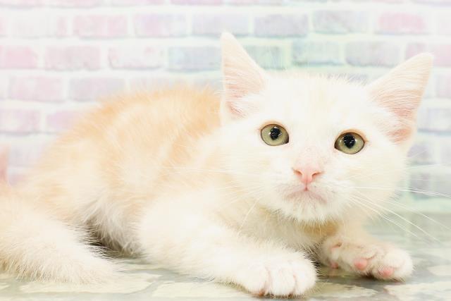 東京都のアメリカンショートヘアー (Coo&RIKU広尾店/2026年6月19日生まれ/男の子/カメオタビー)の子猫の3枚目の画像