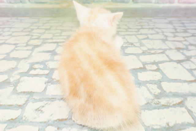 東京都のアメリカンショートヘアー (Coo&RIKU広尾店/2026年6月19日生まれ/男の子/カメオタビー)の子猫の4枚目の画像