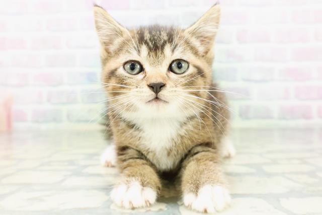 東京都のマンチカン (Coo&RIKU大久保店/2026年6月27日生まれ/男の子/ブラウンタビーホワイト)の子猫の1枚目の画像
