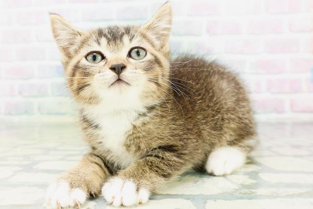 東京都のマンチカン (Coo&RIKU大久保店/2026年6月27日生まれ/男の子/ブラウンタビーホワイト)の子猫の2枚目の画像