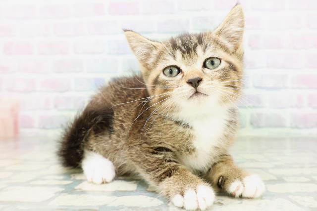 東京都のマンチカン (Coo&RIKU大久保店/2026年6月27日生まれ/男の子/ブラウンタビーホワイト)の子猫の3枚目の画像
