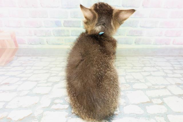 東京都のマンチカン (Coo&RIKU大久保店/2026年6月27日生まれ/男の子/ブラウンタビーホワイト)の子猫の4枚目の画像