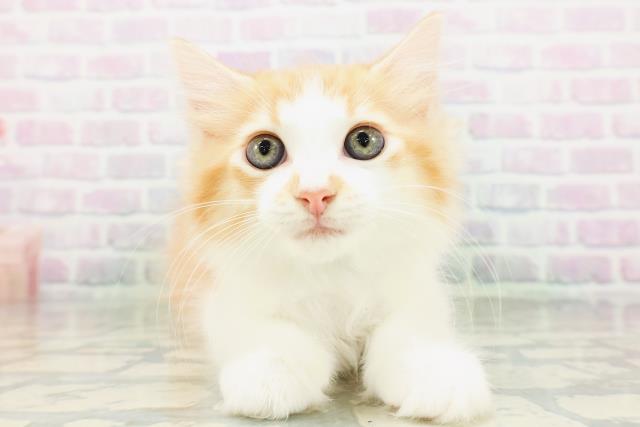東京都のラガマフィン (Coo&RIKU練馬店/2026年6月24日生まれ/男の子/レッドタビーホワイト)の子猫の1枚目の画像