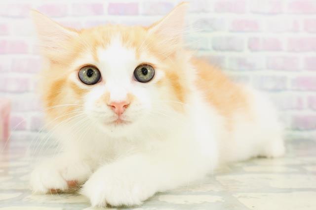 東京都のラガマフィン (Coo&RIKU練馬店/2026年6月24日生まれ/男の子/レッドタビーホワイト)の子猫の2枚目の画像