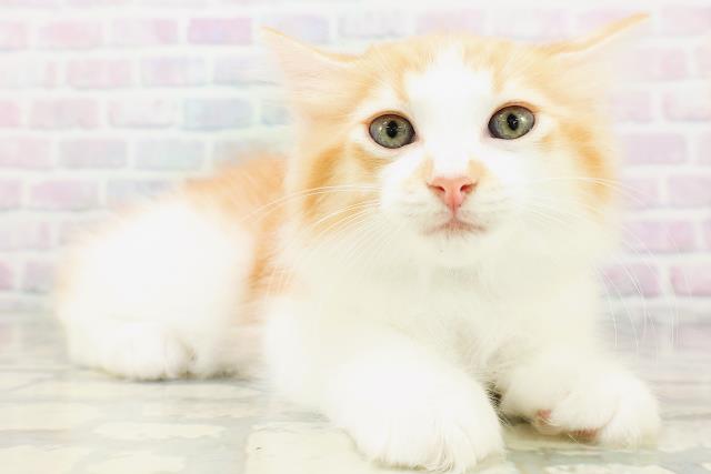 東京都のラガマフィン (Coo&RIKU練馬店/2026年6月24日生まれ/男の子/レッドタビーホワイト)の子猫の3枚目の画像